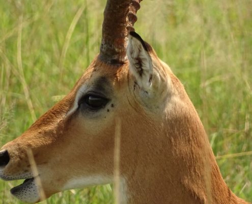 Ritratto di un'antilope nell'area di gestione della fauna selvatica di Ikoma
