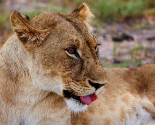 Una leonessa che si riposa nel Parco Nazionale Manyara