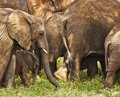 Gli elefanti sono abbondanti nel Parco Nazionale del Tarangire