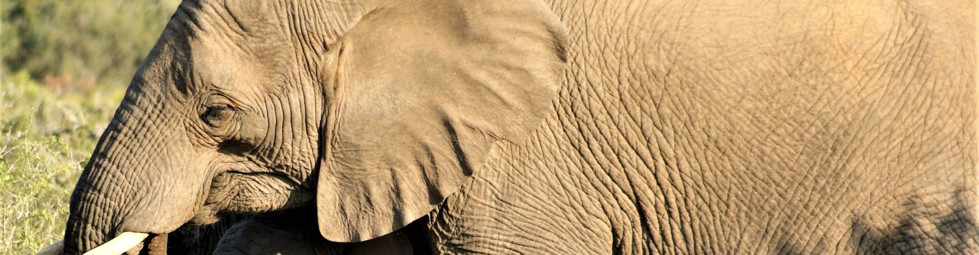 Immagine ravvicinata di un pachiderma (elefante) africano
