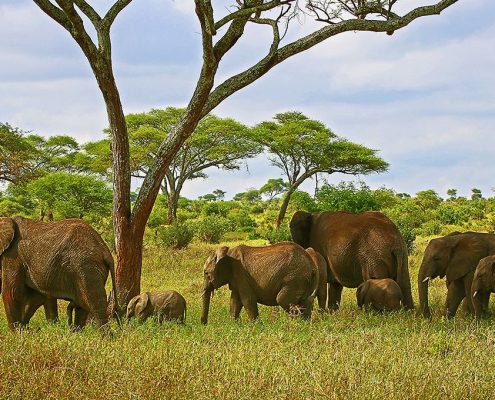 Una famiglia di elefanti in movimento nell'area di gestione della fauna selvatica di Ikoma