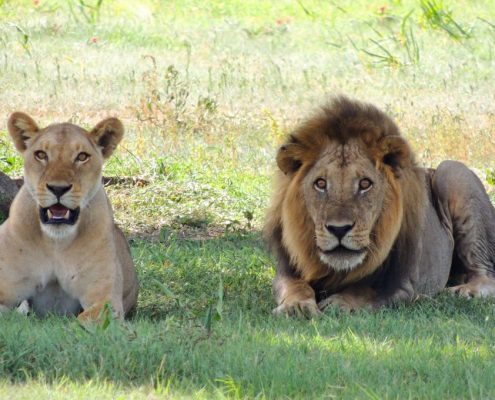 Una coppia di leoni nel Serengeti durante la stagione delle piogge