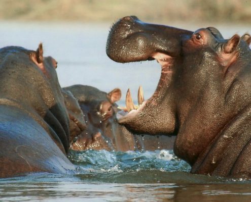 Chiedete alla vostra guida di visitare una delle piscine degli ippopotami nel Parco Nazionale del Lago Manyara durante il vostro Lodge Safari di 8 giorni in Tanzania.