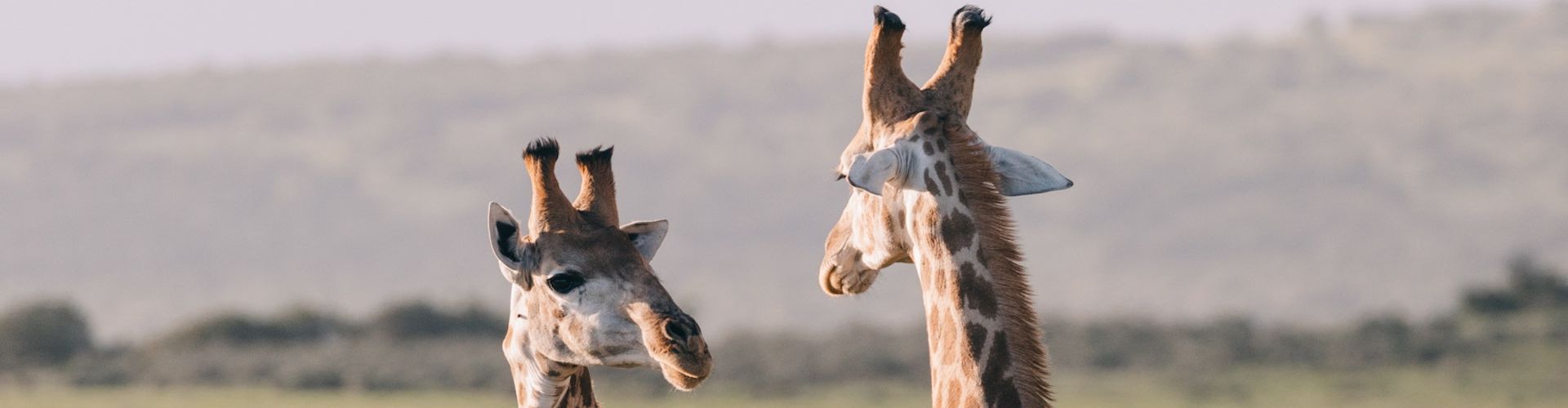 Due giraffe che conversano