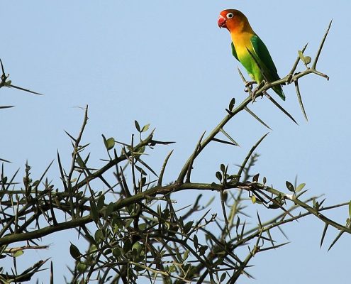 Un piccolo uccello colorato seduto su un albero di spine nel Parco Nazionale di Arusha