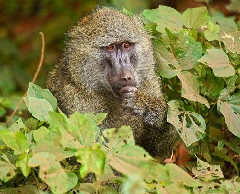 Un babbuino riflette sul senso della vita nel parco di Arusha