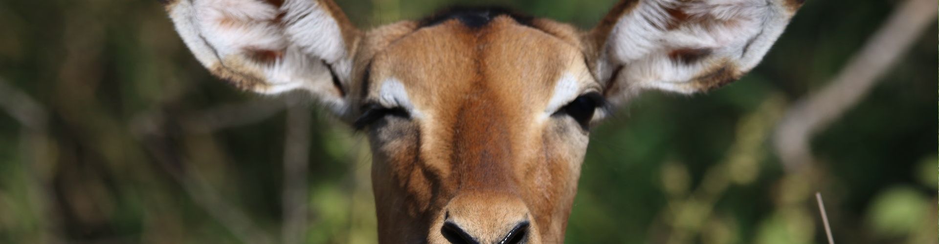 Primo piano di un'antilope nel Parco nazionale di Arusha
