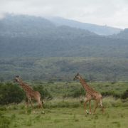 Miniatura del Parco Nazionale di Arusha