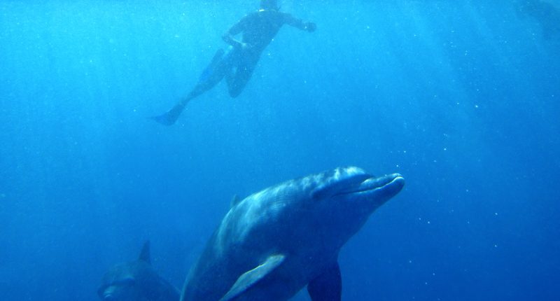 Un ospite che fa snorkeling nuota con i delfini vicino alla costa meridionale di Zanzibar
