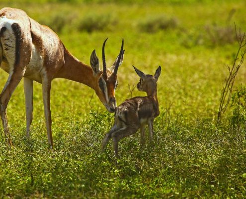 Una gazzella con il suo neonato nell'area di Ikoma