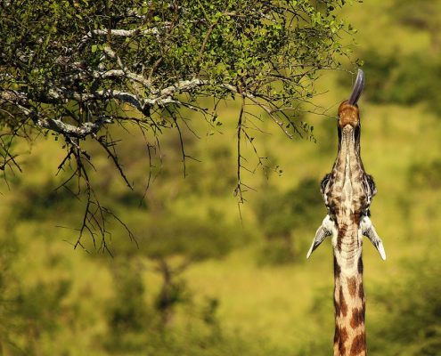Una giraffa che allunga il collo per raggiungere il fogliame fresco di un albero spinoso