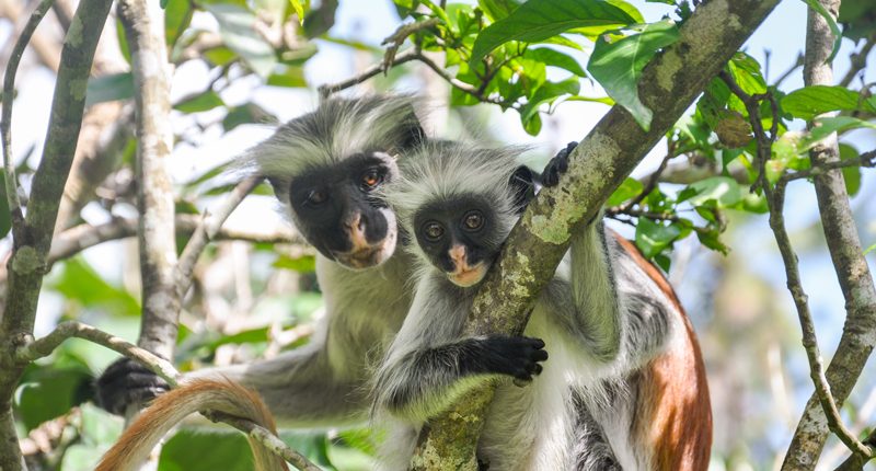 2 scimmie colobus rosse, foresta di Jozani a Zanzibar