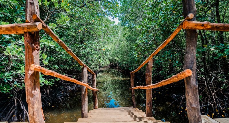 Un ponte attraverso la foresta di mangrovie di Jozani