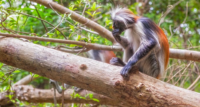 Scimmia colobo rossa di Zanzibar nella foresta di Jozani
