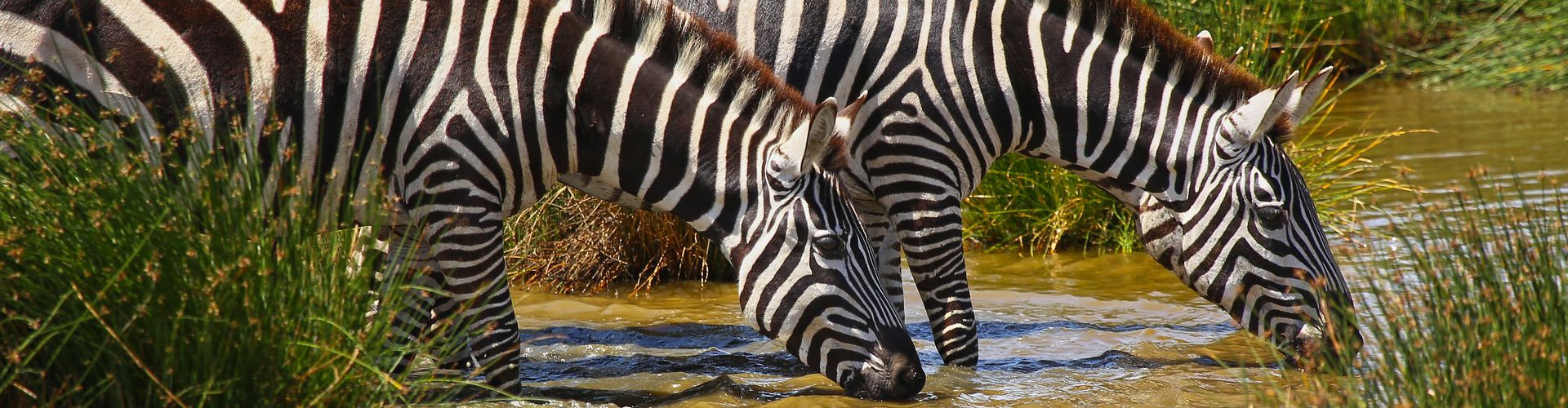 Zebre che bevono da un piccolo ruscello vicino al Lago Manyara