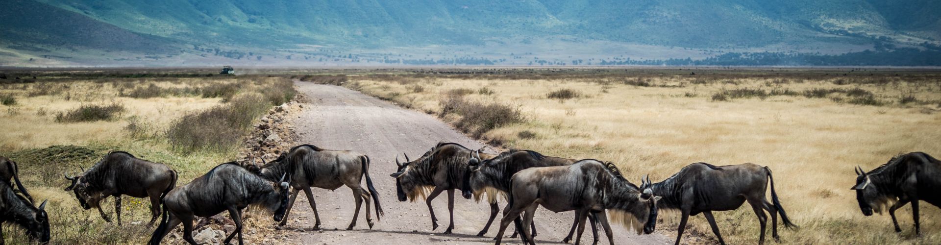 Gli gnu hanno diritto di precedenza nel cratere di Ngorongoro