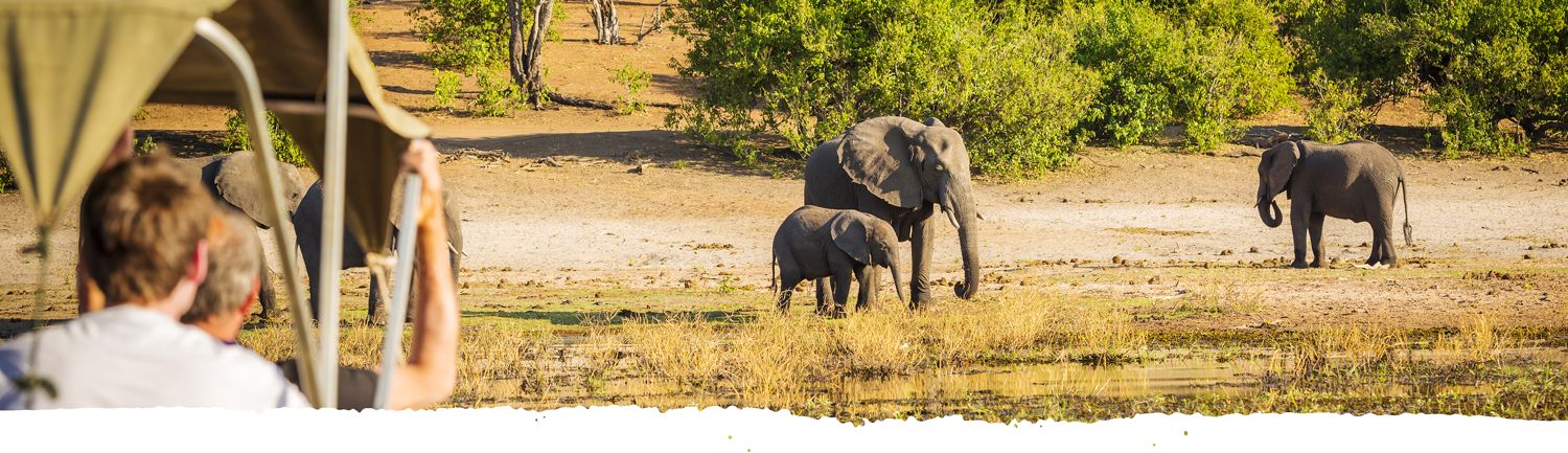 Gli ospiti del safari osservano gli elefanti in Tanzania