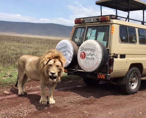Un imponente leone maschio accanto a uno Shemeji Safari Truck nella caldera principale dell'area di conservazione di Ngorongoro.