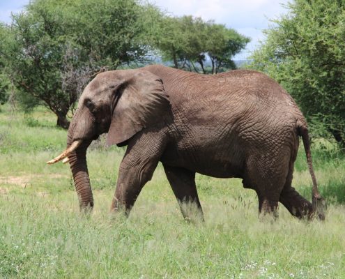 Un elefante nel Parco Nazionale Tarangire in Tanzania