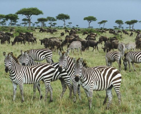 Un gruppo di animali della grande migrazione nel Parco nazionale del Serengeti