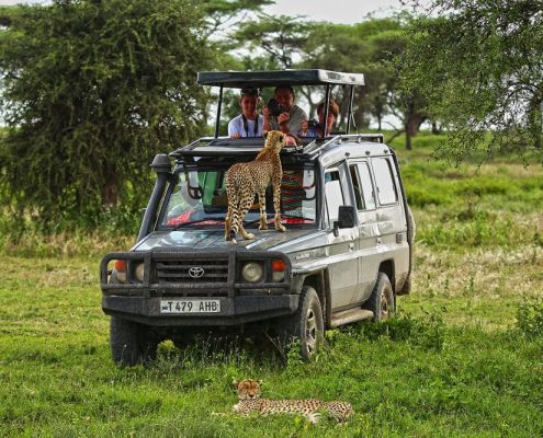 Un ghepardo in piedi sul cofano di un camion Safari nel Serengeti