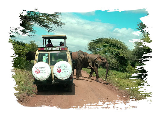 Godetevi una vacanza di qualità in Tanzania con Shemeji Safari - Karibu Tanzania (Benvenuti in Tanzania)