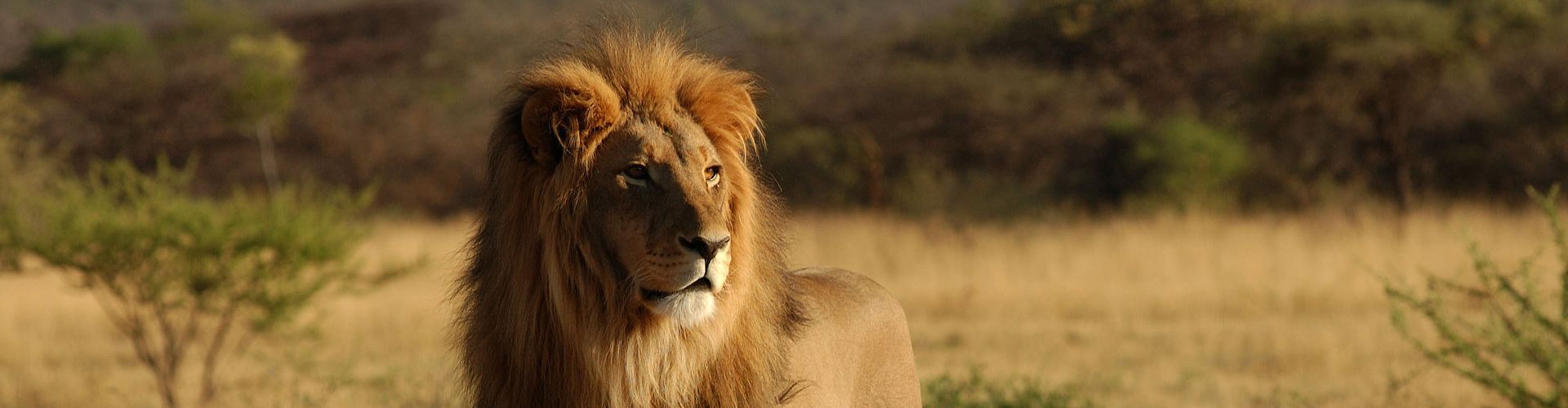 Provate la qualità delle vacanze Safari Tanzania con Shemeji Safari!