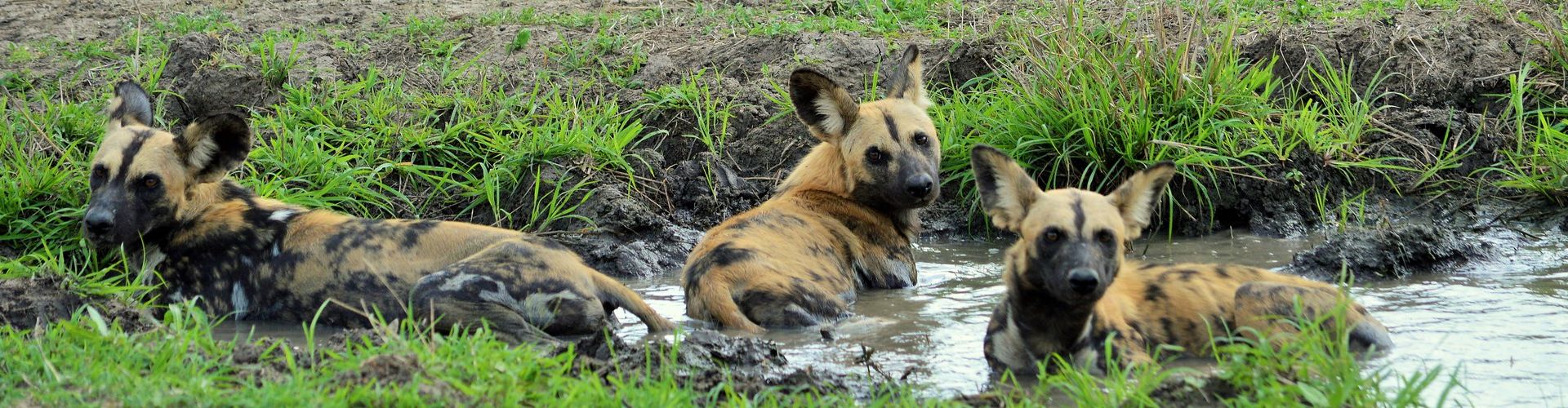 Cani selvatici africani in Tanzania