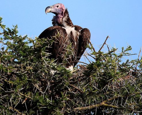 Un avvoltoio seduto su un'acacia nel Parco Nazionale del Tarangire